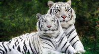 White Bengal Tigers Widescreen4331319982 200x110 - White Bengal Tigers Widescreen - Widescreen, white, tigers, Sumatran, Bengal